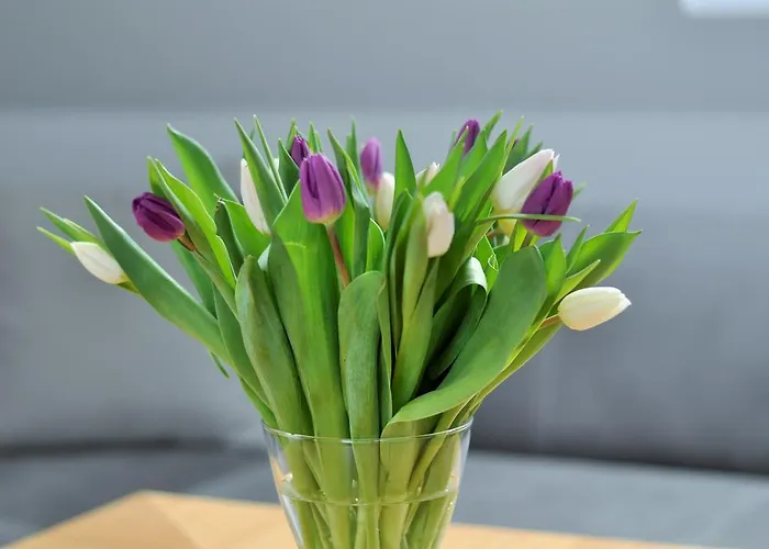 Apartament Rewa شقة ريوا